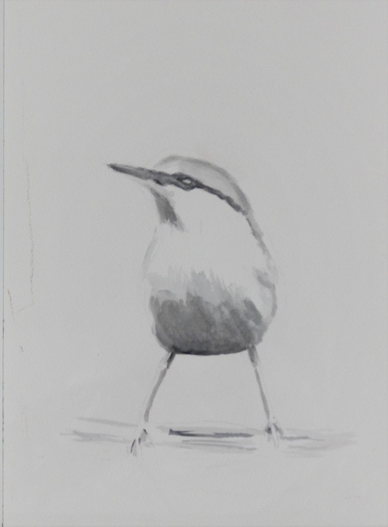 Nuthatch