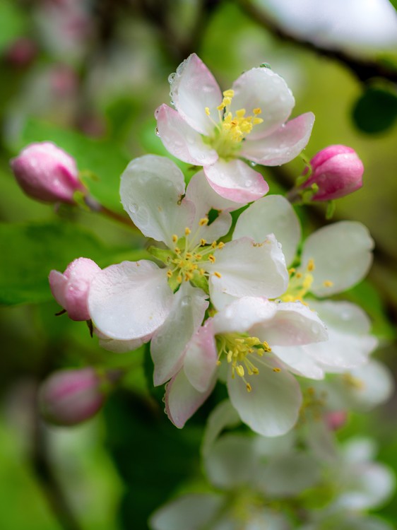 Apple Blossom