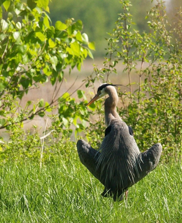 Great Blue Heron Sunning