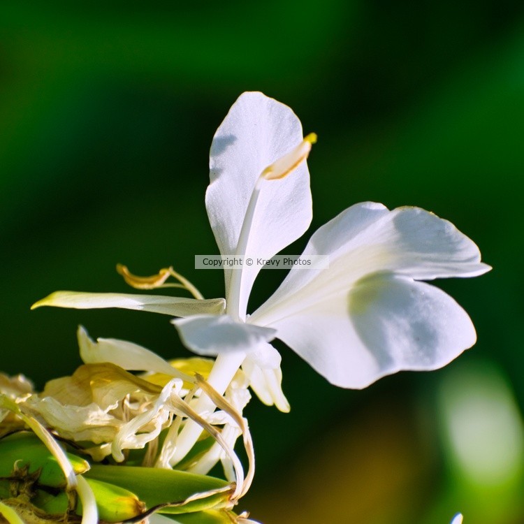 Ginger Lily