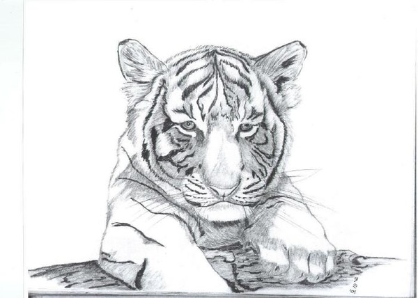 Tiger cub