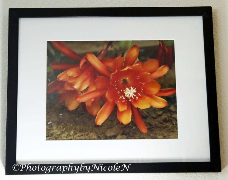 Framed Epiphyllum Double Orange 1A