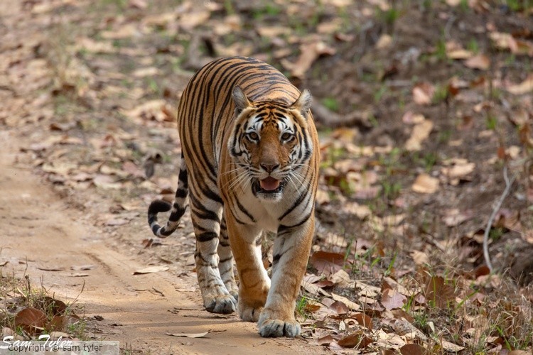 Lion&Leopard Trip 2015-9402