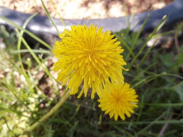 Dandelion in full bloom