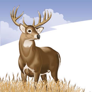 White-Tail Deer