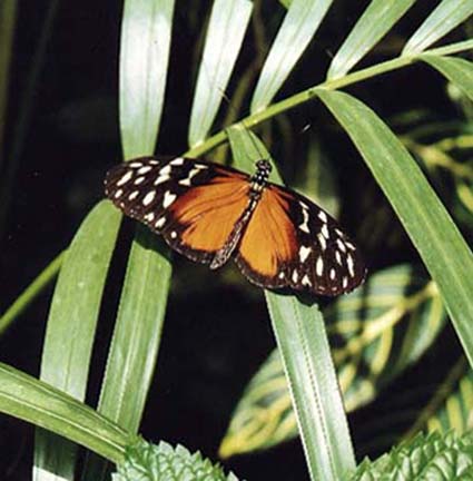 South American Butterfly