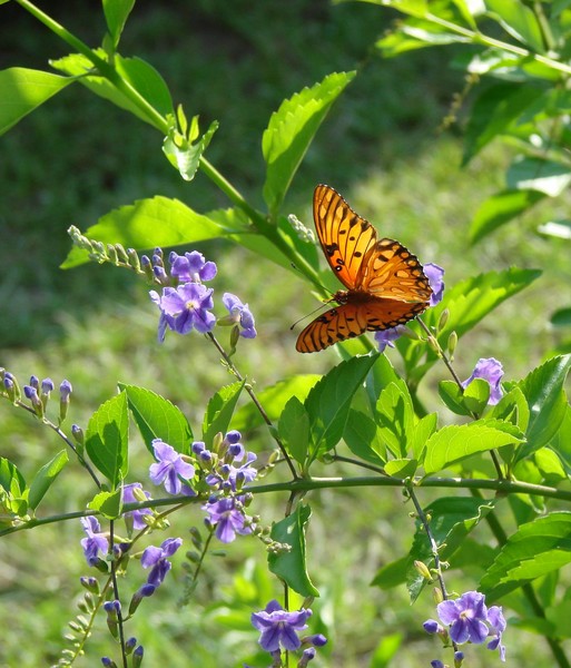 flutter by 2