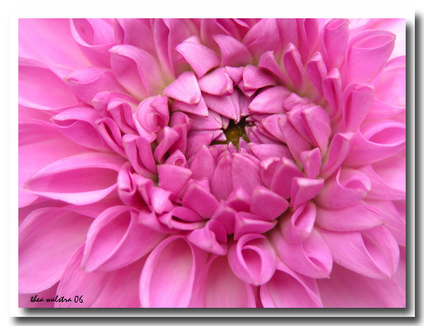 Dahlia's