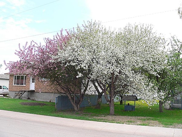 Cherry Blossoms