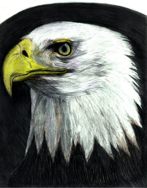 Bald Eagle 1