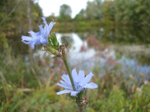 Flowers by the Lake