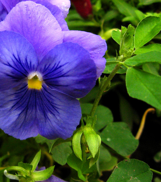 Blue Pansy