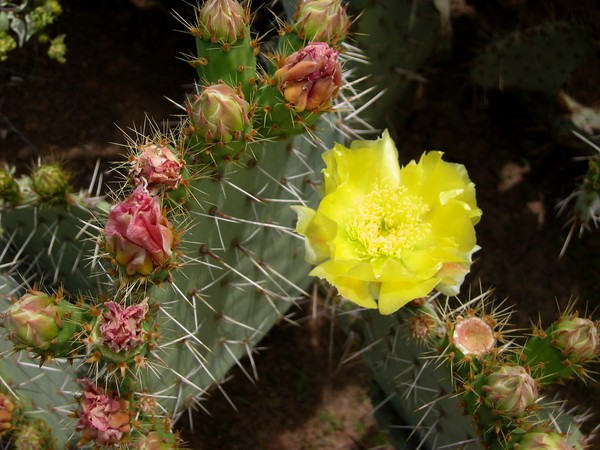 Prickly Pear