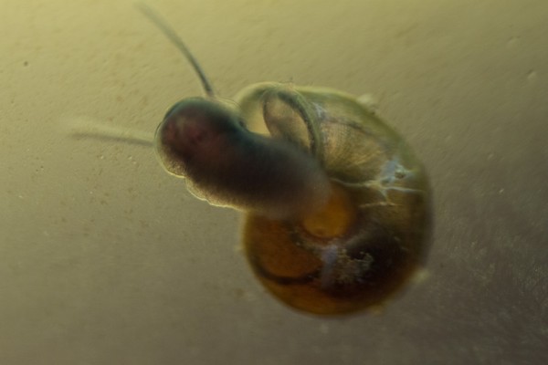 Ramshorn