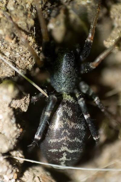 Ant Mimic Spider