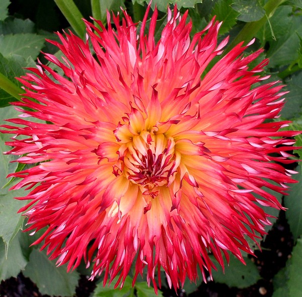 Kew Gardens Dahlia (2)