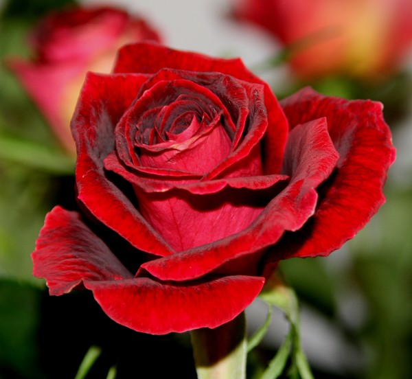 Roses On My Table