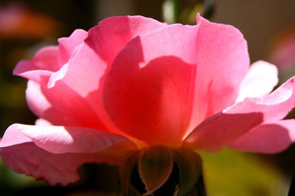 Be Like the Flower