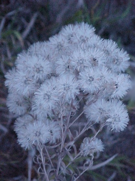 Aster Chalco Lake Nebraska