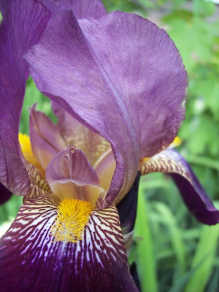 Dark Purple Iris 2