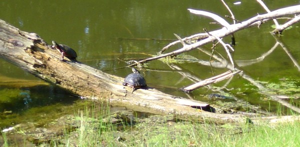 Two Bumps on a Log..