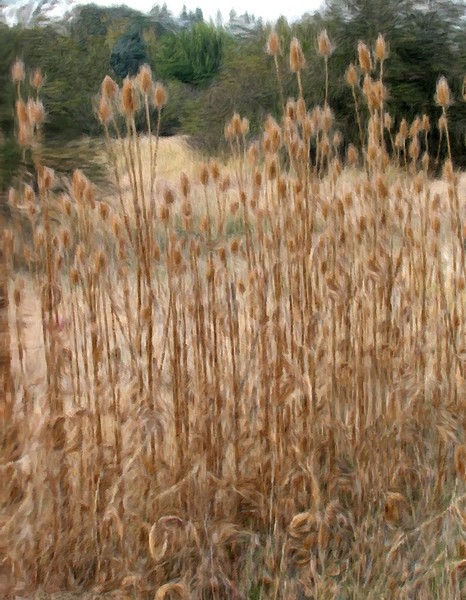 Early Autumn Gold