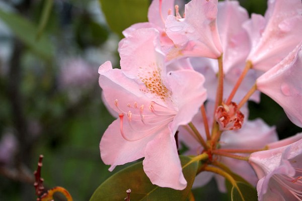 Summer Blush