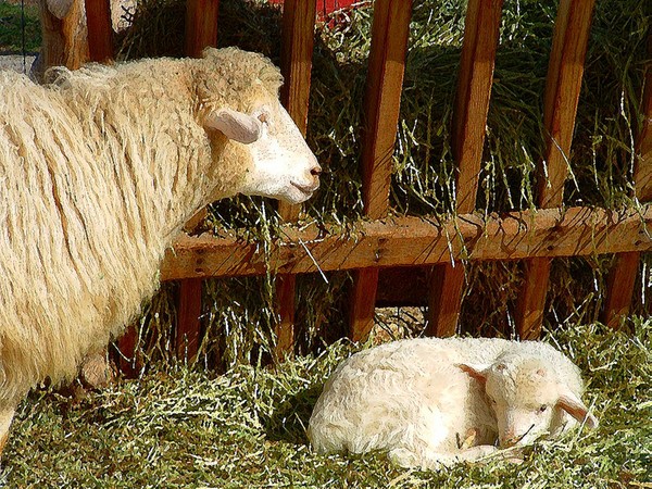 New Born Lamb