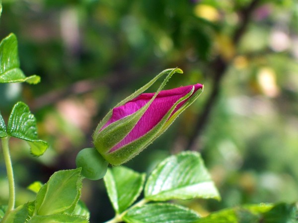 new life