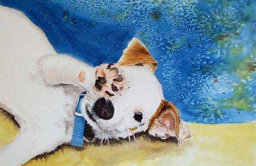 Jack Russell Terrier