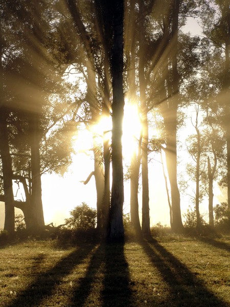 Morning sun