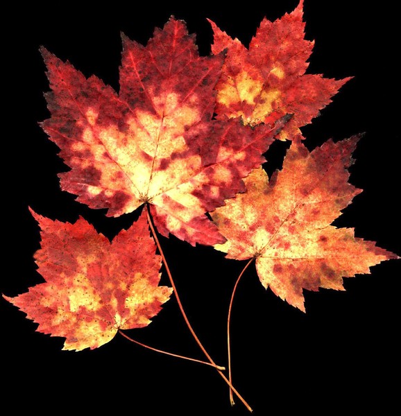 Fall Leaves