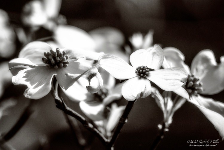 Dogwood P0621