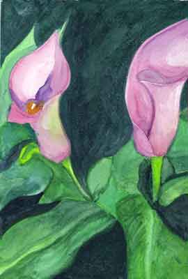 Lillies