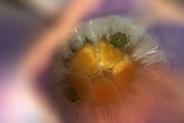 The Flower Feeders