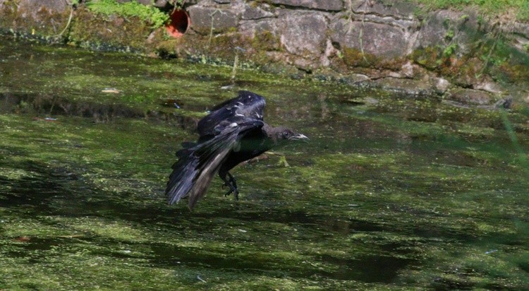 As The Crow Flies