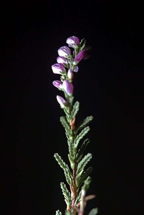 Micro Buds