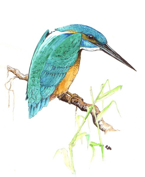 Kingfisher