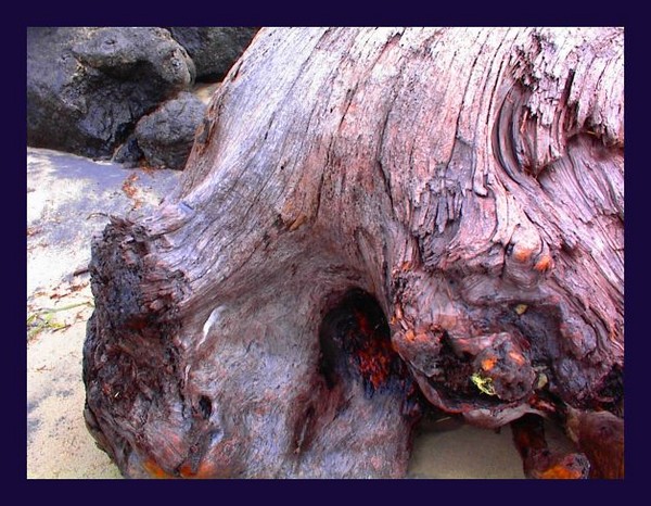 Driftwood Log
