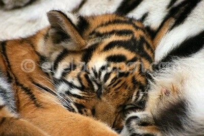 Snuggling with Mom