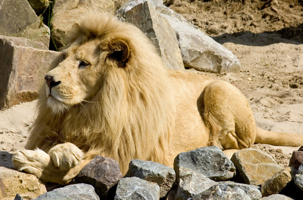 The Lion King