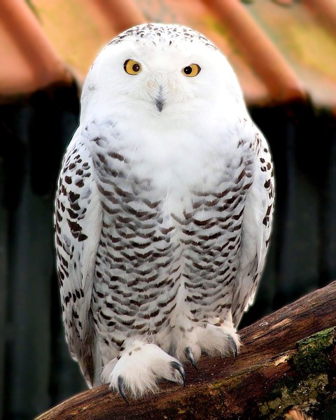 Who gives a HOOT?