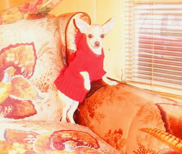 My Lacey In Red Sweater