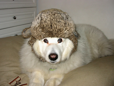 Moscova Baltovich