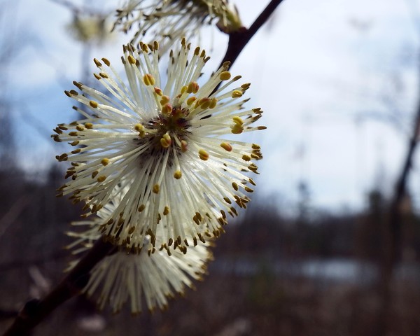 Spring