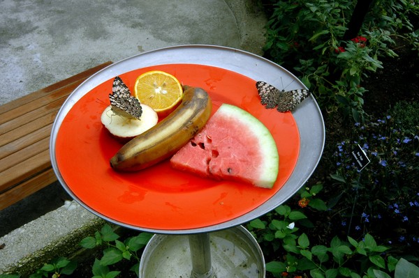 Butterflies at breakfast