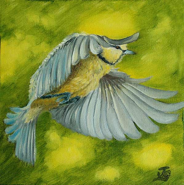 Juvenile Blue Tit
