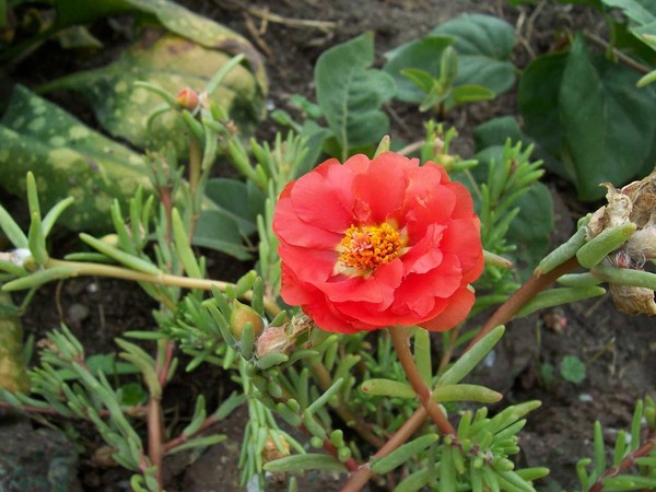 Flora4