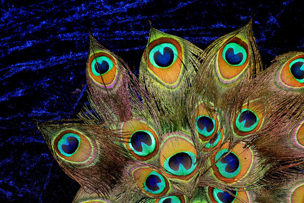 Peacock Star