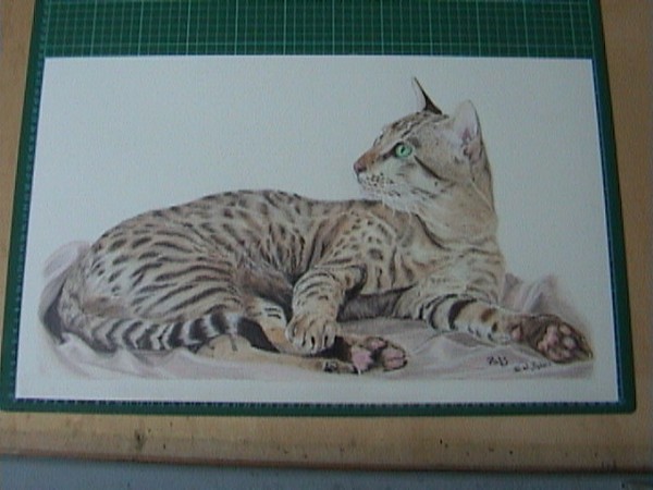 Ratz, Oriental spotted Tabby Cat